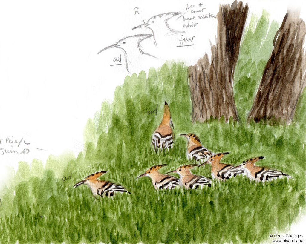 Eurasian Hoopoe, habitat, Reproduction-nesting