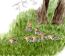 Eurasian Hoopoe