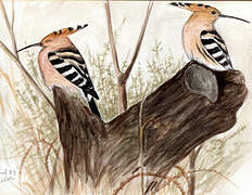 Eurasian Hoopoe