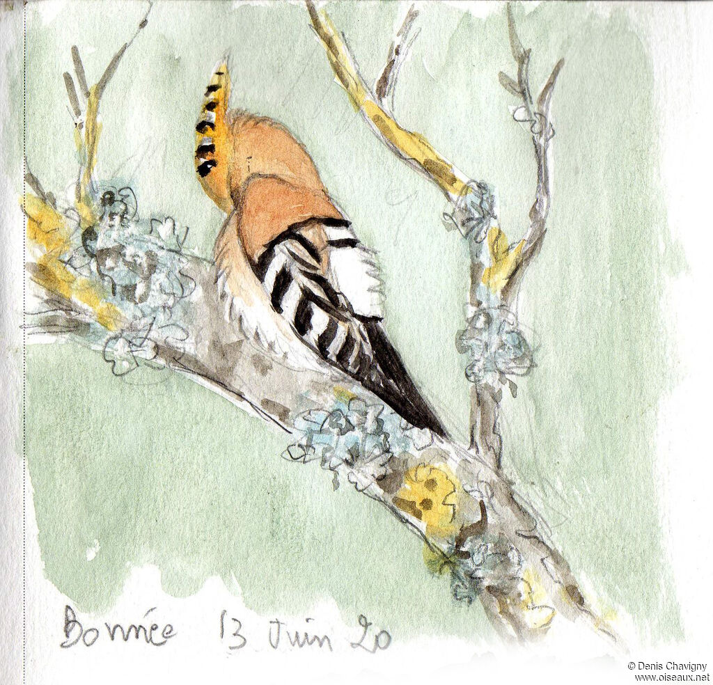 Huppe fasciéeadulte, soins