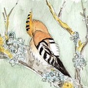 Eurasian Hoopoe