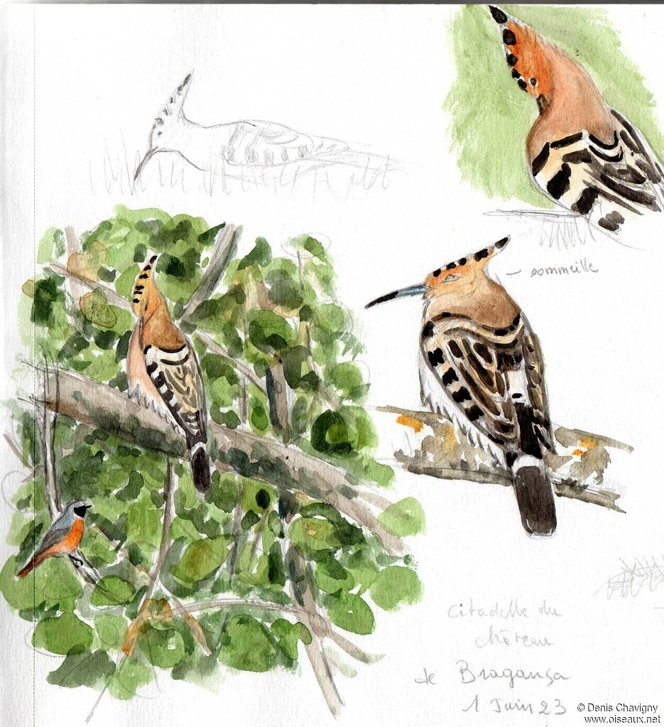 Eurasian Hoopoe