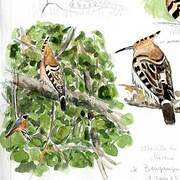 Eurasian Hoopoe