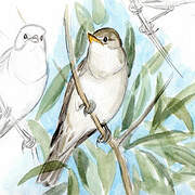 Olive-tree Warbler