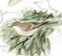 Olive-tree Warbler