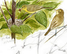 Icterine Warbler