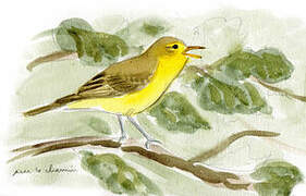 Icterine Warbler