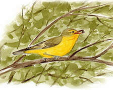 Icterine Warbler