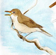 Western Olivaceous Warbler