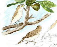 Eastern Olivaceous Warbler