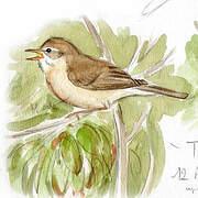 Eastern Olivaceous Warbler