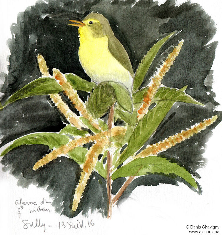 Melodious Warbler male adult breeding, identification, song