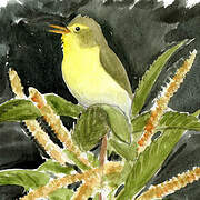 Melodious Warbler