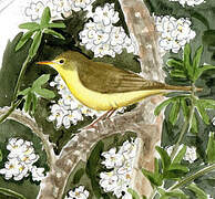 Melodious Warbler