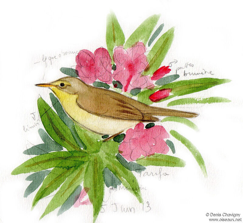 Melodious Warbler male adult, habitat