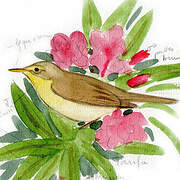 Melodious Warbler