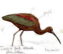 White-faced Ibis