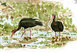 Bare-faced Ibis