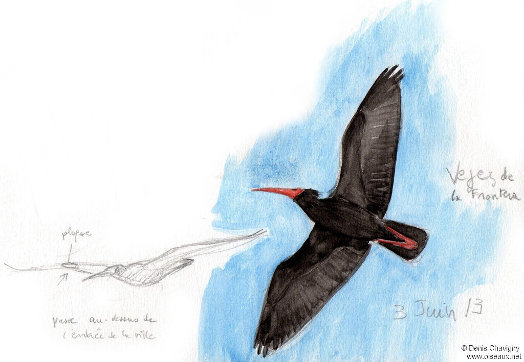 Northern Bald Ibis, Flight