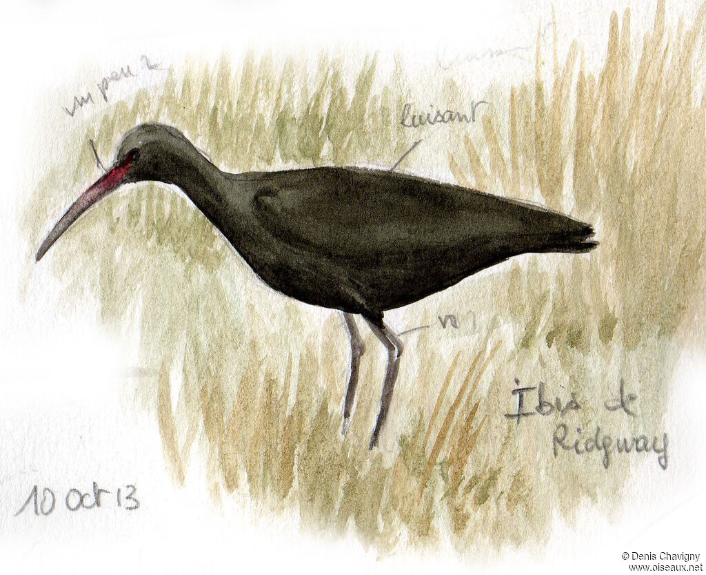 Ibis de Ridgway, habitat