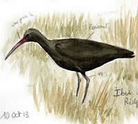 Puna Ibis