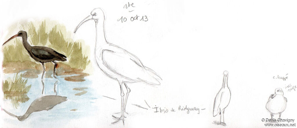 Ibis de Ridgway, habitat