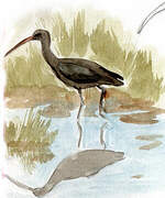 Puna Ibis