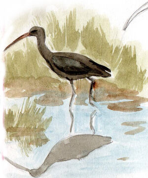 Ibis de Ridgway