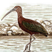 Ibis falcinelle