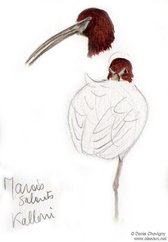 Ibis falcinelleadulte nuptial, portrait