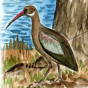 Hadada Ibis