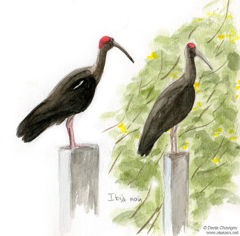 Ibis noiradulte, habitat