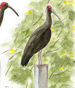 Red-naped Ibis