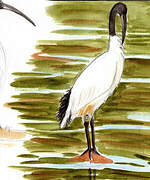 African Sacred Ibis