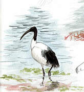 African Sacred Ibis