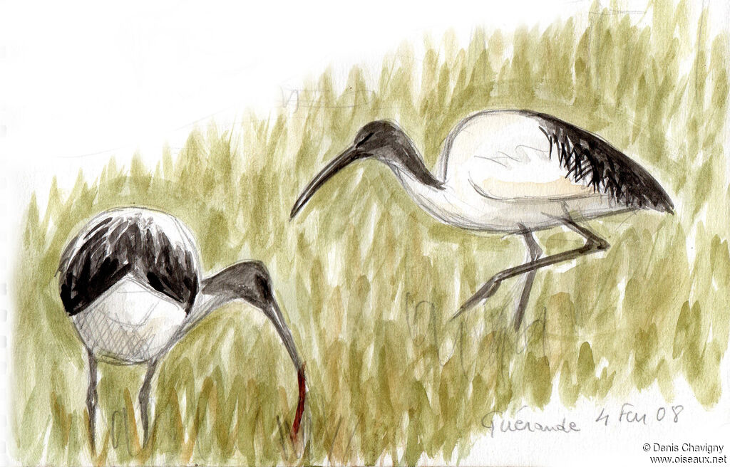 Ibis sacréimmature, mange