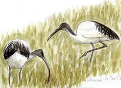 African Sacred Ibis