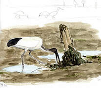 African Sacred Ibis