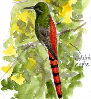 Colibri sapho