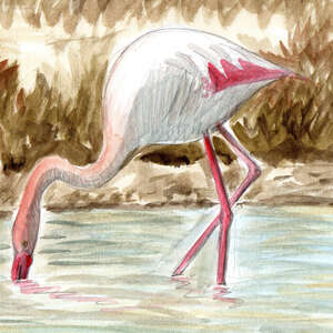 Flamant rose