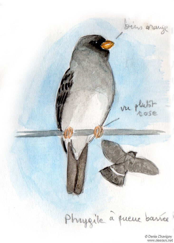 Band-tailed Sierra Finch male, adult, identification
