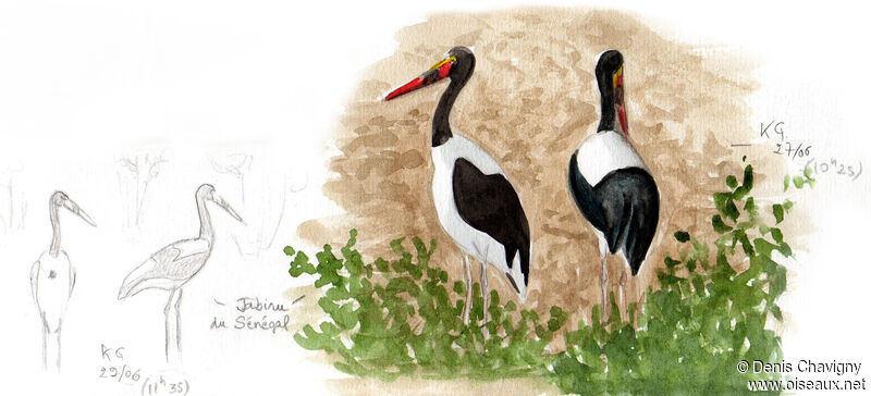 Saddle-billed Storkadult breeding, habitat