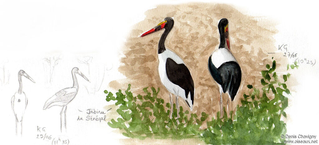 Jabiru d'Afriqueadulte nuptial, habitat