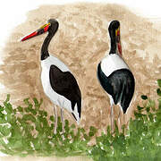 Saddle-billed Stork