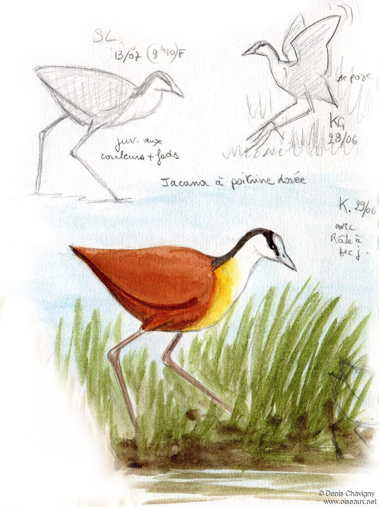 Jacana à poitrine doréeadulte, identification