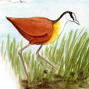 African Jacana