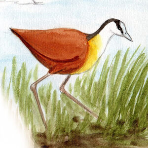 Jacana à poitrine dorée