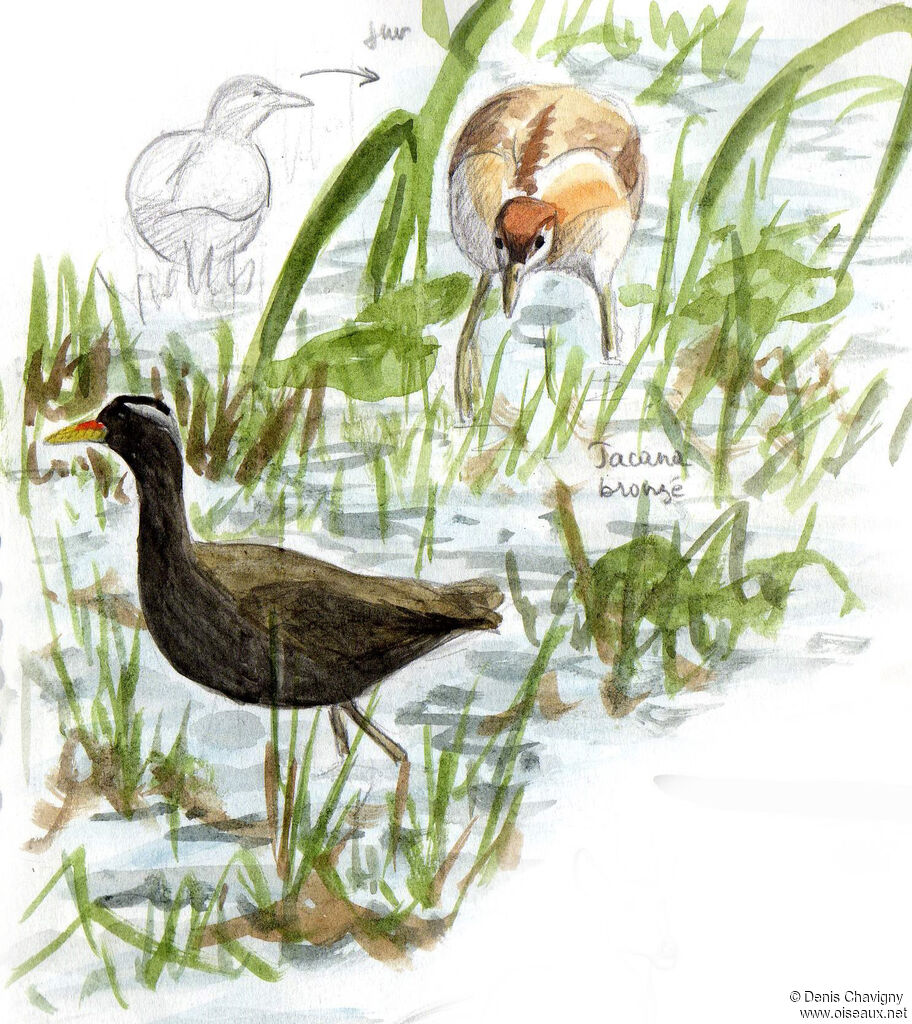 Jacana bronzé, habitat