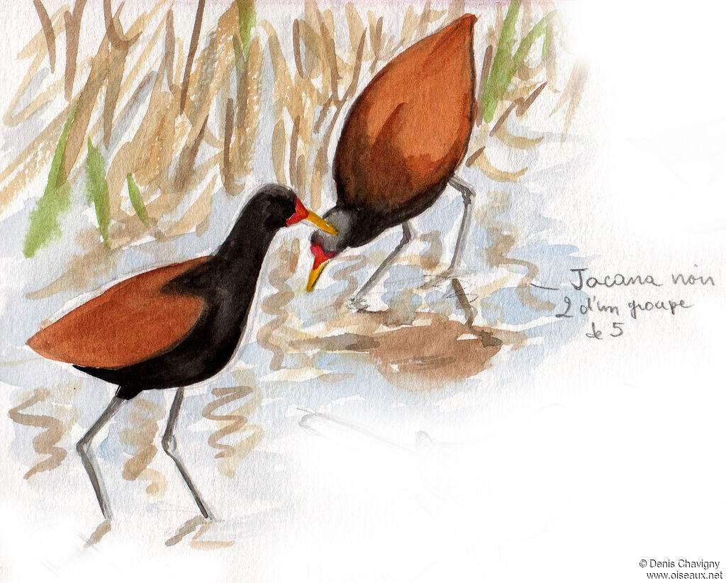 Jacana noiradulte, habitat