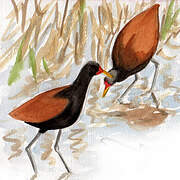 Wattled Jacana